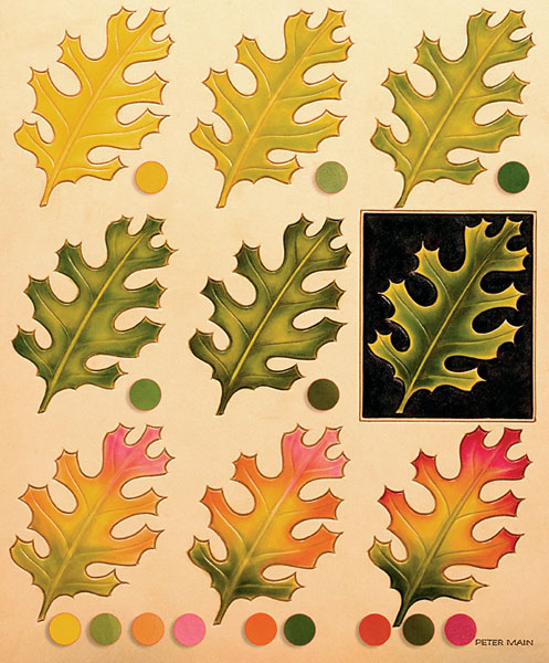 mainOAK LEAVES